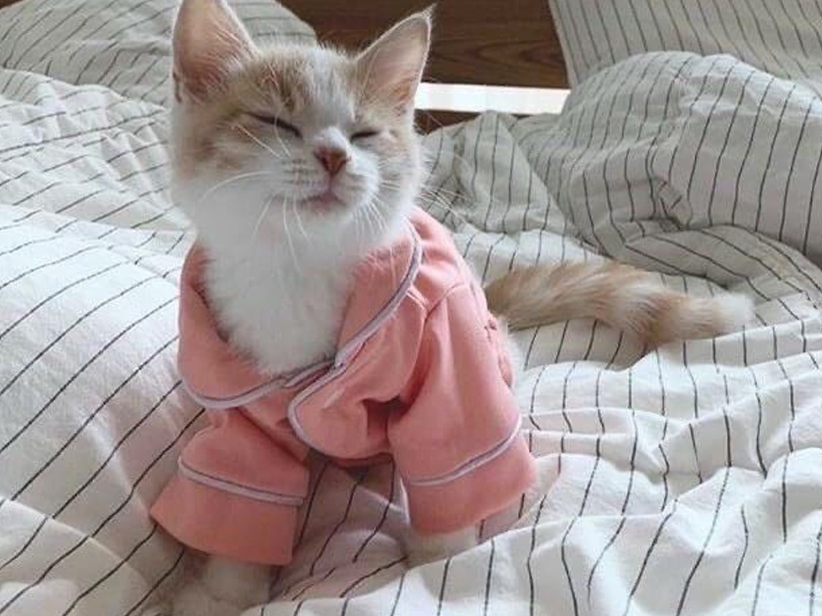 Festa del Gatto: perché proprio il 17 Febbraio? E cosa c’entrano le&nbsp;Streghe?